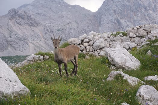 Curious fearless Chamois, Mountain Goat in the Julian Alps, Slovenia 2020