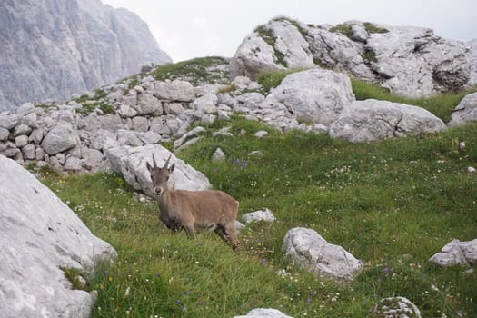 curious chamois, mountain goat chewing on grass, Slovenia 2020