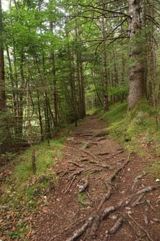 Roots on the path on the Soca Trail, Slovenia 2020