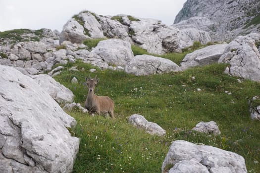 Curious Chamois, mountain goat chewing on a straw, Slovenia 2020