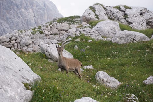 Chamois, mountain goat observing while chewing on grass, Slovenia 2020