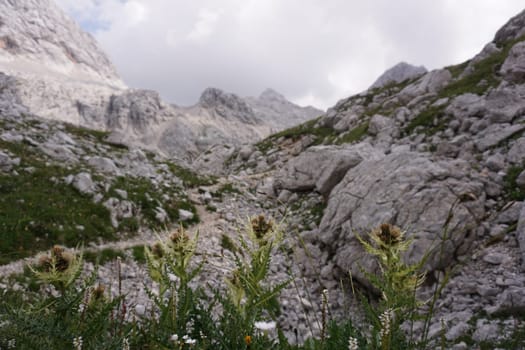 Thistles growing on rocky soil in Triglav National Park, Slovenia 2020