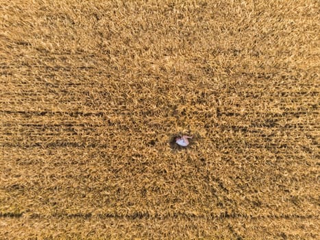 Aerial view of woman lying in the yellow field of wheat