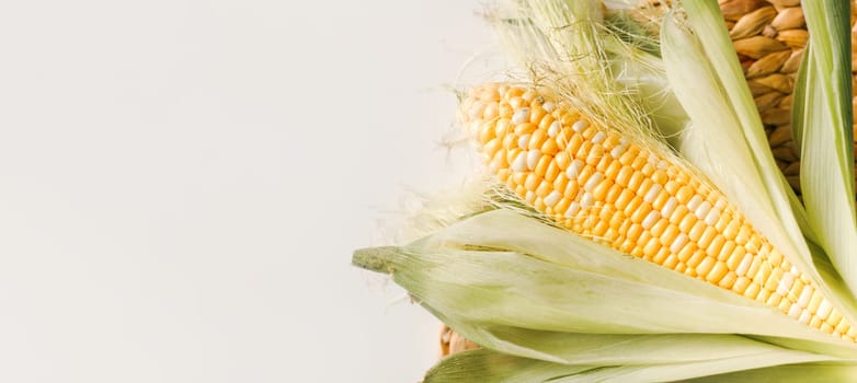 Fresh corn on cob with husk on white, flat lay, top view. Vegan food, agriculture