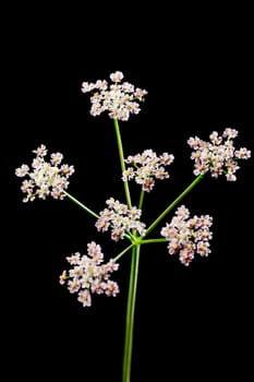Studio shot of the umbellate inflorescence of a European Baerenclaw plant (lat: Heracleum sphondylium) isolated on black. Location in Bavaria.