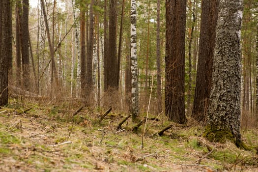 the road through the coniferous forest in spring