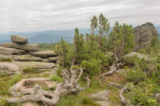 large kurum stones lie in the forest in the mountains, stones covered with moss, against the background of the forest, mountain landscape, high in the mountains..
