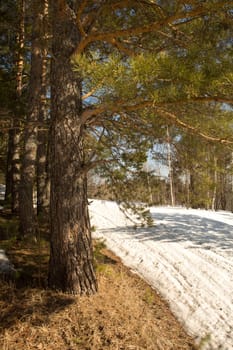 the road through the coniferous forest in spring