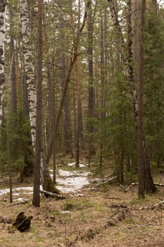 the road through the coniferous forest in spring