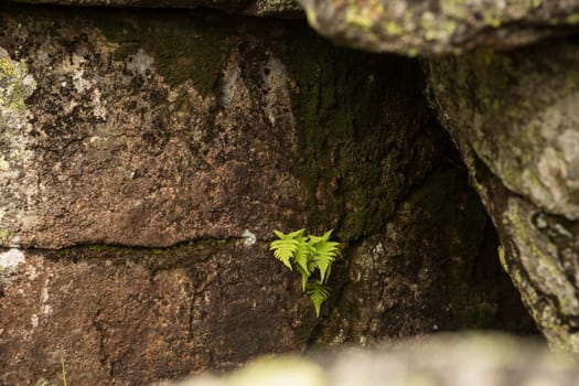 large kurum stones lie in the forest in the mountains, stones covered with moss, against the background of the forest, mountain landscape, high in the mountains..