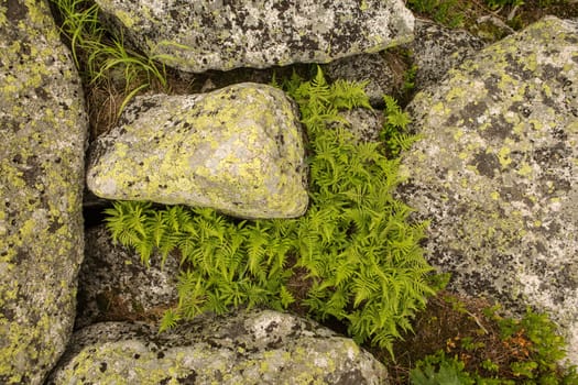 large kurum stones lie in the forest in the mountains, stones covered with moss, against the background of the forest, mountain landscape, high in the mountains..