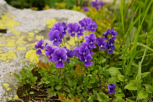 Spring background with Flowering violet.Crocuses flowers in Early Spring.Purple crocus flowers, violet crocus, spring or giant crocus.