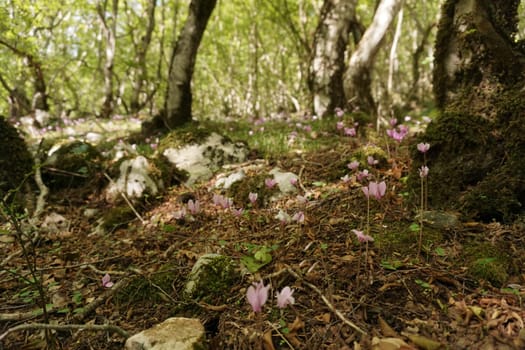 Blooming cyclamens on the way to Bijela Canyon, Mostar 2020