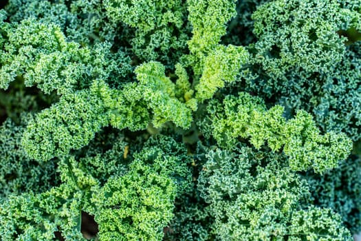 kale cabbage growing in the vegetable garden, top view