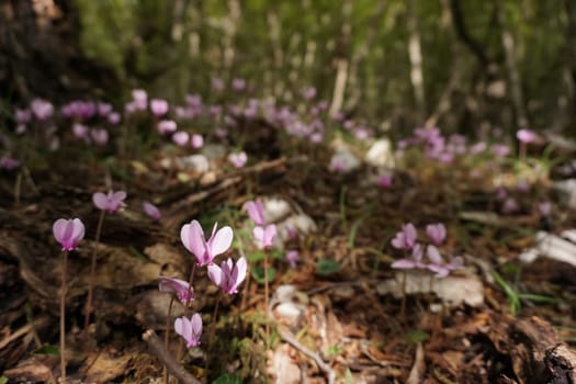 Blooming cyclamens on the way to Bijela Canyon, Mostar 2020