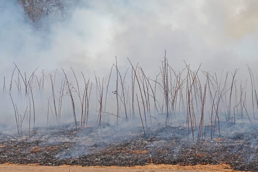Smoke and Silhouettes After a Prairie Burn in Spring Valley Nature Center in Schaumburg, Illinois