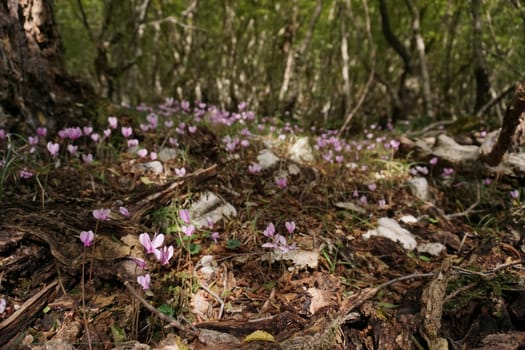 Blooming cyclamens on the way to Bijela Canyon, Mostar 2020