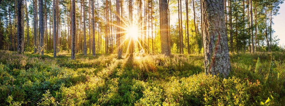 Panoramic view of pine forest in the morning. Natural parkland with beautiful trees.