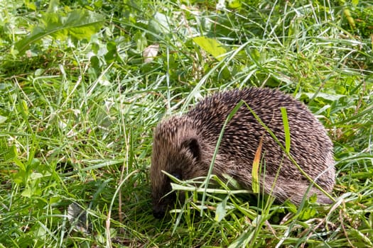 European hedgehog (Erinaceus europaeus), also known as the West European hedgehog or common hedgehog