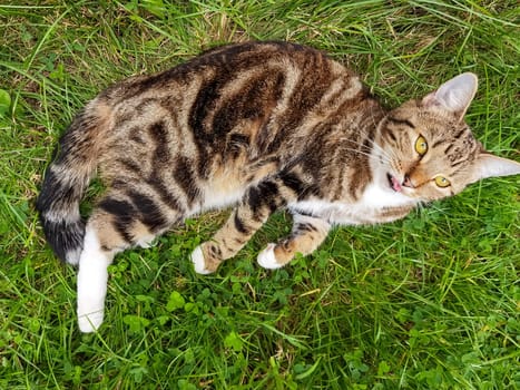 Young cat playing in the garden