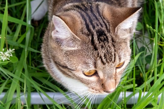 Young cat playing in the garden
