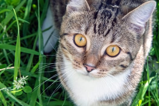 Young cat playing in the garden