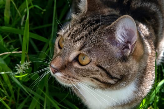 Young cat playing in the garden