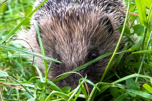 European hedgehog (Erinaceus europaeus), also known as the West European hedgehog or common hedgehog