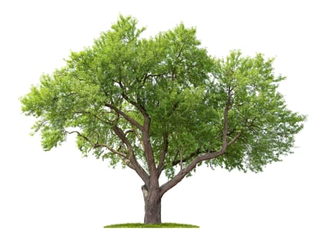 Isolated Almond tree on a white background