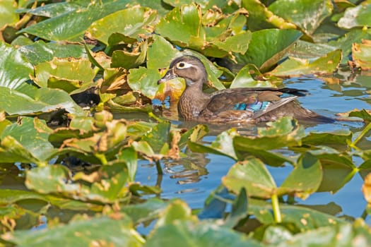 Female Wood Duck in a Verdant Pond in Cuyahoga Valley National Park in Ohio