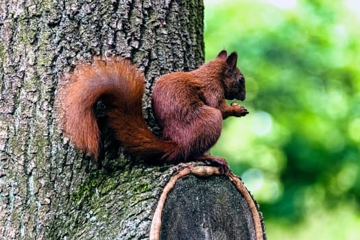 Wild red squirrel or Eurasian red squirrel (Sciurus vulgaris) on the tree - Kampinos National Park, Masovia, Poland