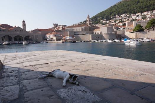 Sleeping cat at the harbour of Dubrovnik, Croatia 2020