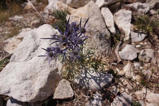 Beautiful thistles discovered on the way to St. George's Peak, close to Makarska, Croatia 2020