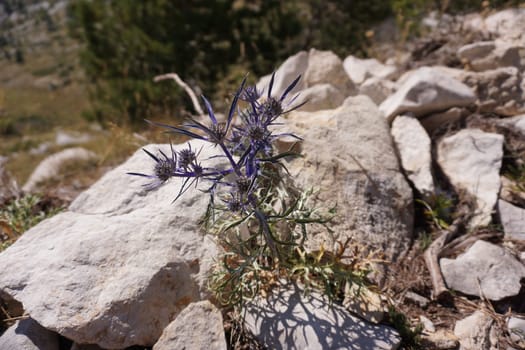 Beautiful thistles discovered on the way to St. George's Peak, close to Makarska, Croatia 2020