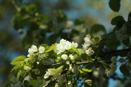 white flowers blooming apple orchard in spring