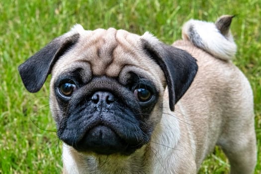 Pug puppy on the walk - Grodzisk Mazowiecki, Masovia, Poland