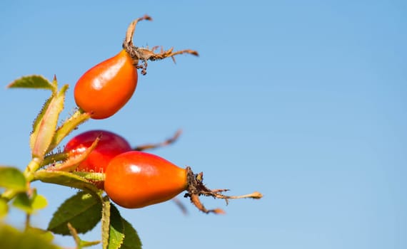 Rose hips growing on a tree, nature in autumn