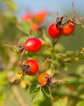 Rose hips growing on a tree, nature in autumn
