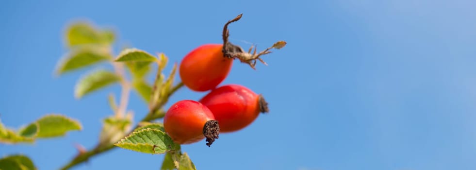 Rose hips growing on a tree, nature in autumn