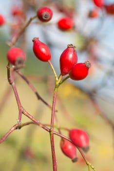 Rose hips growing on a tree, nature in autumn