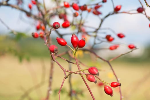 Rose hips growing on a tree, nature in autumn