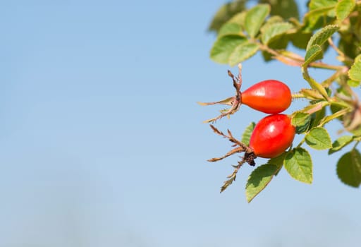 Rose hips growing on a tree, nature in autumn
