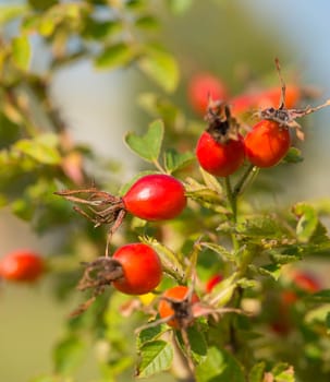 Rose hips growing on a tree, nature in autumn