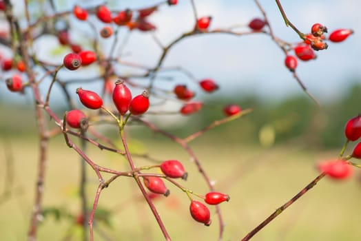 Rose hips growing on a tree, nature in autumn
