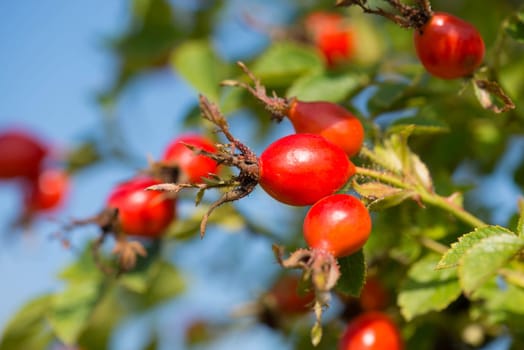 Rose hips growing on a tree, nature in autumn