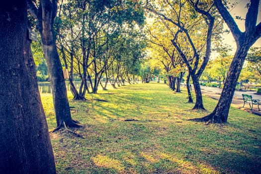Autumn, fall landscape in park. Colorful yellow green  leaves, sun shining through trees.