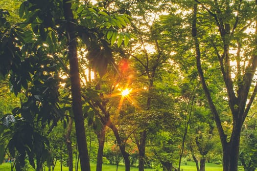 Autumn, fall landscape in park. Colorful yellow green  leaves, sun shining through trees.