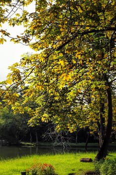 Autumn, fall landscape in park. Colorful yellow green  leaves, sun shining through trees.
