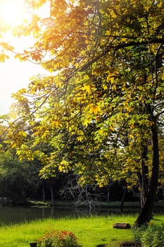 Autumn, fall landscape in park. Colorful yellow green  leaves, sun shining through trees.