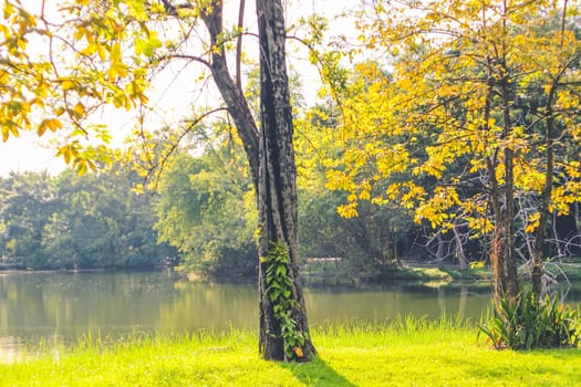 Autumn, fall landscape in park. Colorful yellow green  leaves, sun shining through trees.